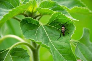 an insect on a leaf of a plant. Beetle on a sunflower leaf photo