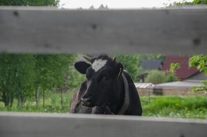 una vaca se asoma desde detrás de la valla. una vaca camina detrás de una cerca foto