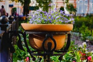 decoration of streets with flowers, landscape design. Blue little flowers in pots outside photo