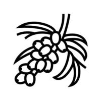 buckthorn berry tree branch line icon vector illustration