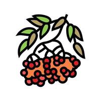 rowan berry color icon vector illustration