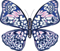 eleganti farfalle esotiche ali colorate decorative png