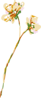 fiori e foglie di prato disegnato a mano png