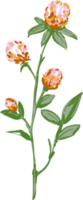 hand gezeichnete wilde blumen und blätter der wiese png