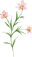 fiori e foglie di prato disegnato a mano png