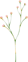 prado dibujado a mano flor silvestre y hojas png
