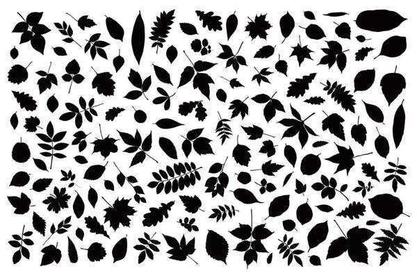 Autumn leaf set. Black and white contour silhouette tree leaves element collection