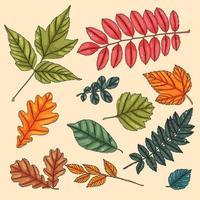 conjunto de hojas de otoño. hojas de arbol de colores vector