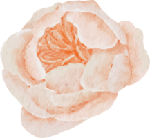 aquarel oranje perzik bloeiende roos met theepot container elementen png