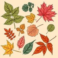 conjunto de hojas de otoño. hojas de arbol de colores vector