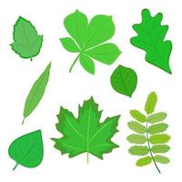Set of summer green leaves. Vector illustration.