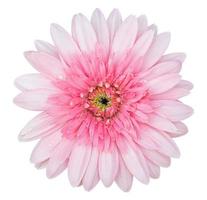 pink gerbera flower isolated on white with clipping path photo