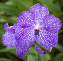 flor de orquídea vanda azul foto