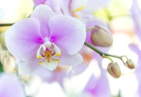 flor de orquídea phalaenopsis púrpura foto