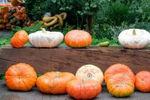 calabazas en el muensterland alemán foto