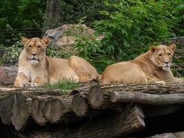 animales en el zoológico foto