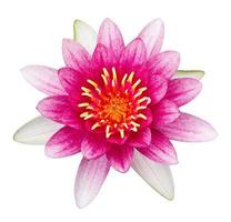 Pink lotus flower isolated on white with clipping path photo