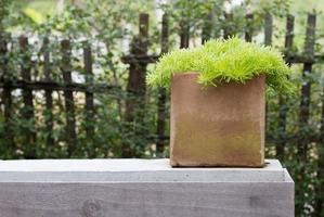 Garden potted plant on table outdoor photo