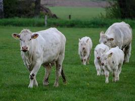 white cows in westphalia photo