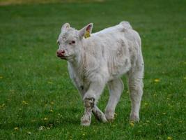 white cows in westphalia photo