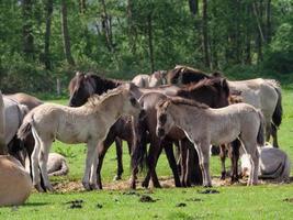 wild horses in the german muensterland photo