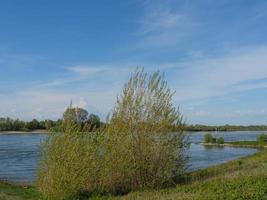 rees at the river rhine photo