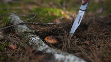 Uncovering a wild mushroom from pine needles with hand knife video