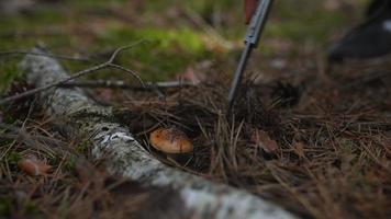 Uncovering a wild mushroom covered in pine needles with hand knife