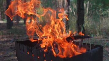 Fire blazes in a pit surrounded by trees in a forest video