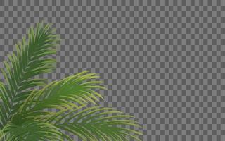 Palm leaf botanical frame vector