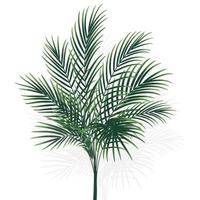 palm tree isolated on white vector