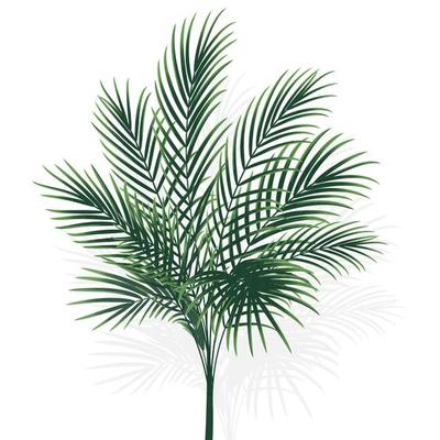 palm tree isolated on white