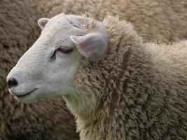 sheeps on a field in germany photo