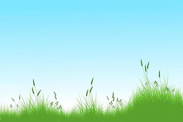 summer grass and blue sky. reeds grass field