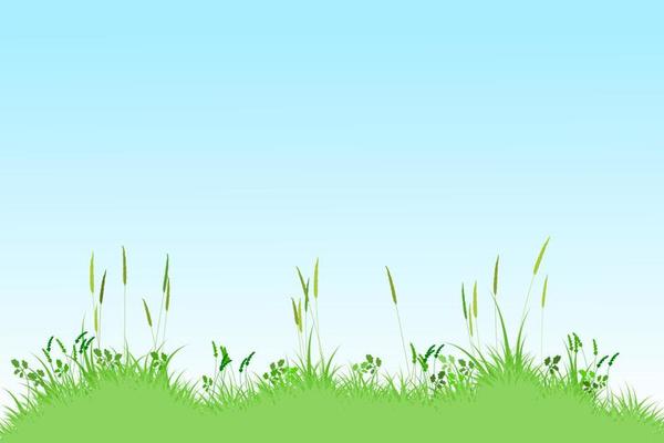 summer reeds grass background. meadow landscape. grass and sky background
