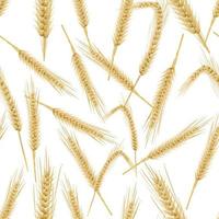 Yellow wheat ears isolated on white background vector