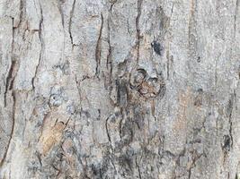 Fondo de textura de corteza de árbol foto