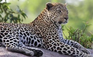 A close-up photo of a male leopard relaxing in the shade of a tree on a large rock outcrop in the Sabi Sands game reserve.