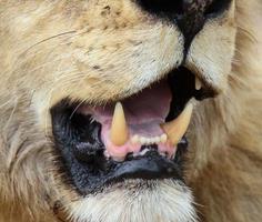 una foto de súper primer plano de la boca abierta y los dientes de un león macho.