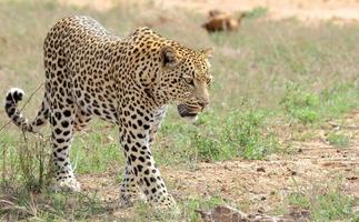 A close-up photo of a young leopard male, leisurely striding through the bush in the Sabi Sands game reserve.