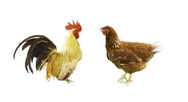 a rooster and a hen isolated on white background photo