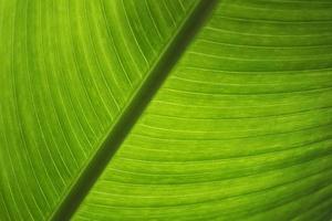 Green leaf texture, banana photo