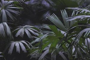 Lush tropical palm leaves. photo