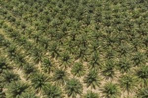 vista aérea de la plantación de aceite de palma foto