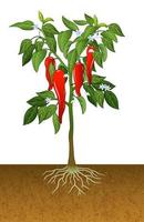 Illustration of chili pepper plant vector