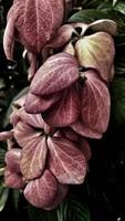 beautiful pink flower Mussaenda philippica planted in the yard of the house as decoration photo