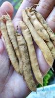 Elongated flat pods that do not produce Clitoria ternatea flower seeds for replanting. Butterfly Pea photo