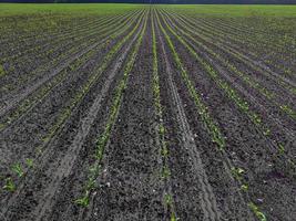 Seedling corn in the season when it rains. Farmers have planted. photo