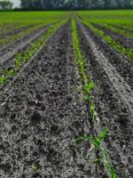 Seedling corn in the season when it rains. Farmers have planted. photo