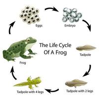 el ciclo de vida de una rana vector